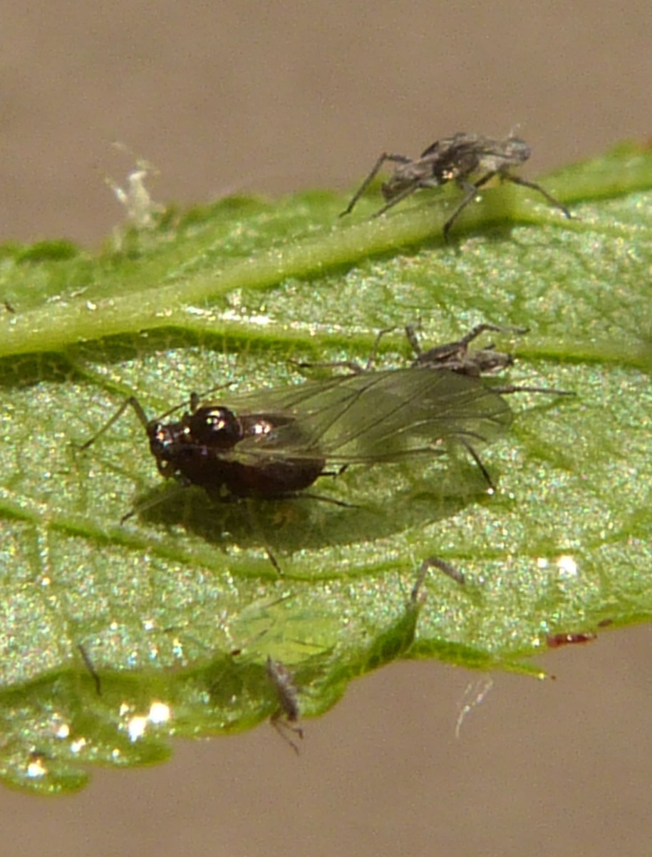 Water Lily Aphid | NatureSpot