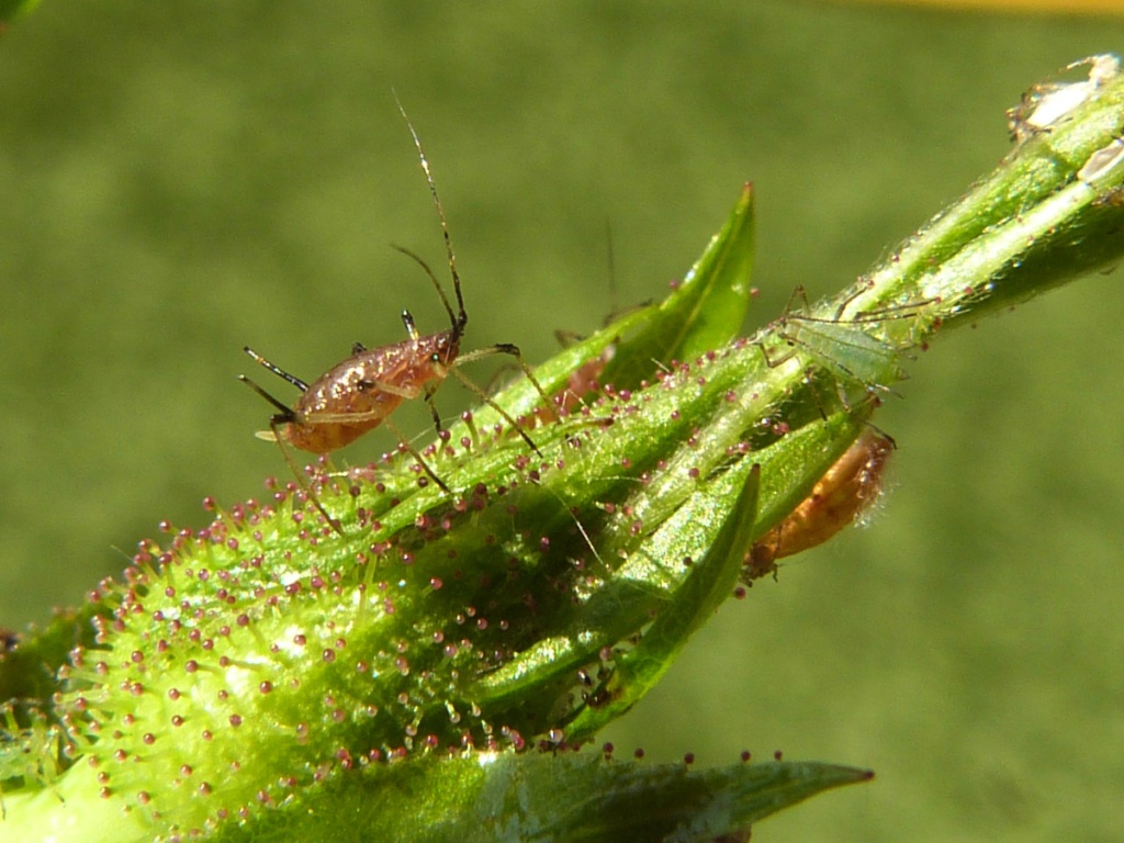 Rose Aphid | NatureSpot