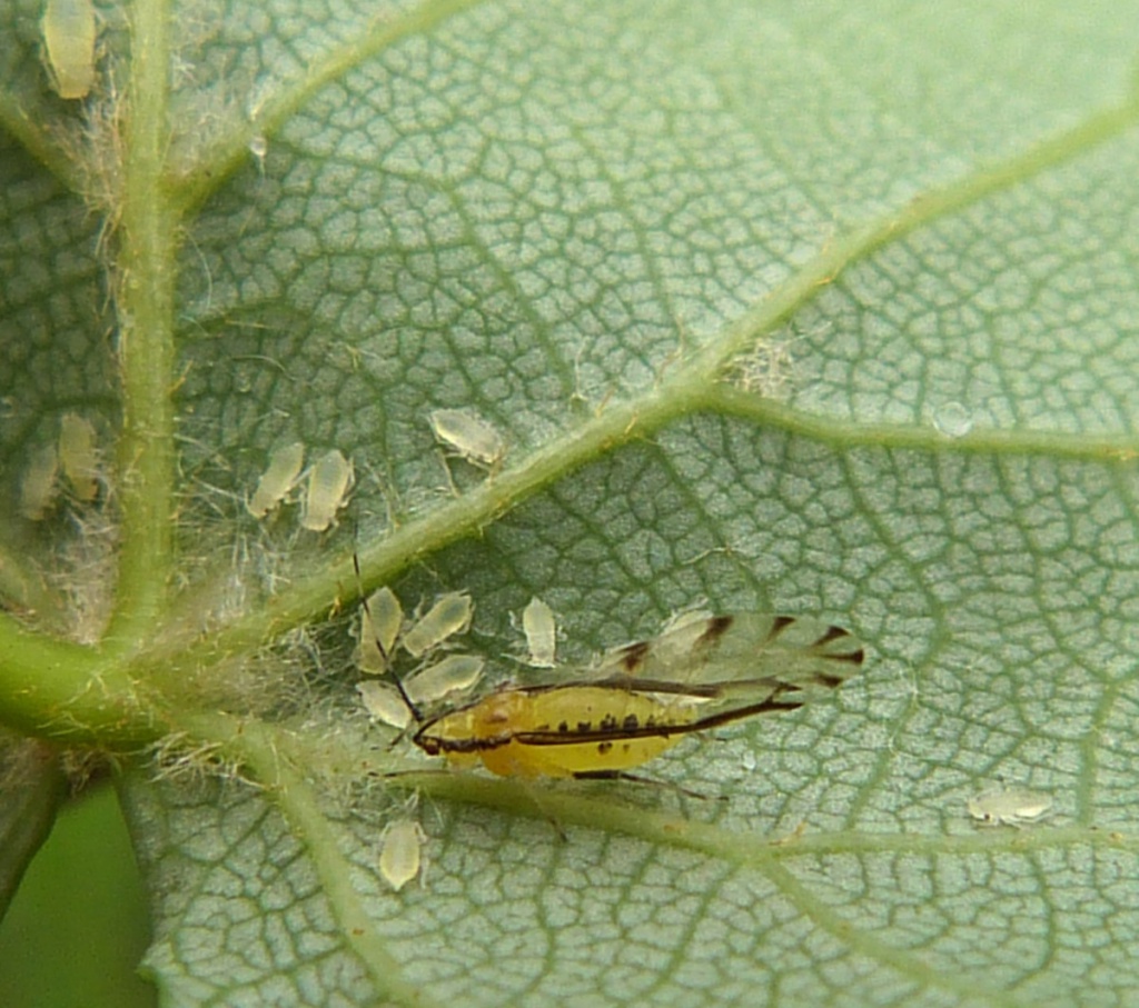 Lime Aphid | NatureSpot