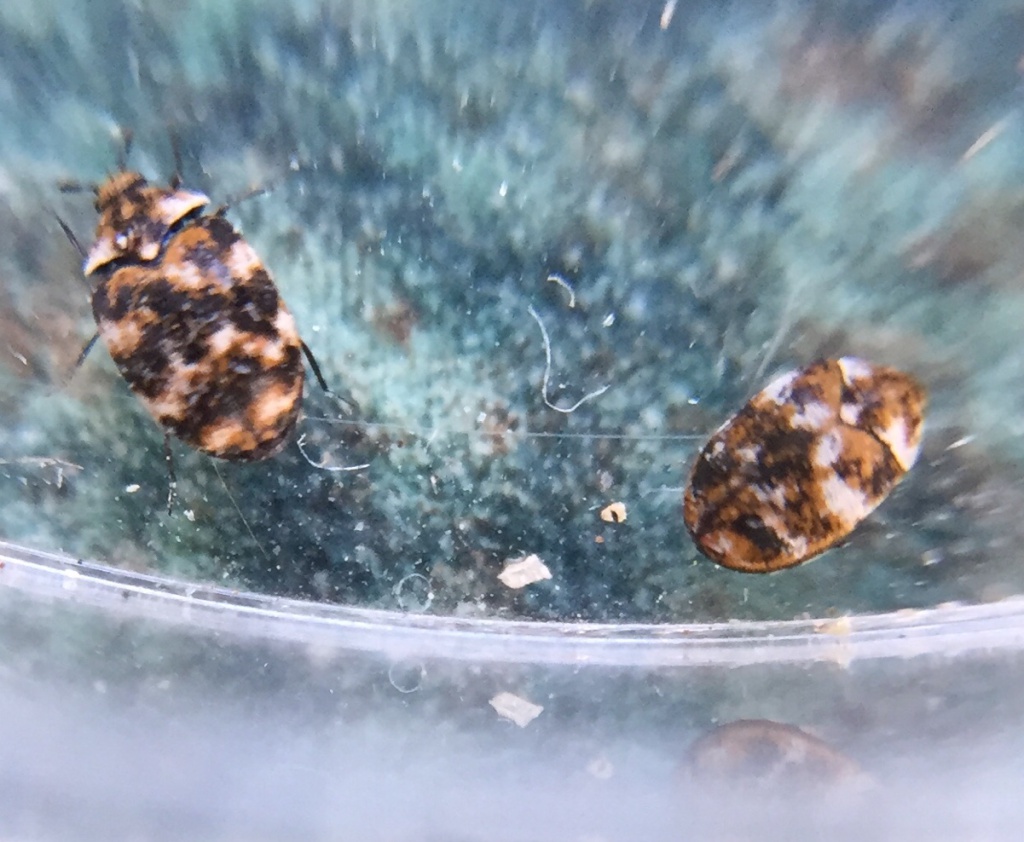 Carpet Beetle Larva  The Backyard Arthropod Project