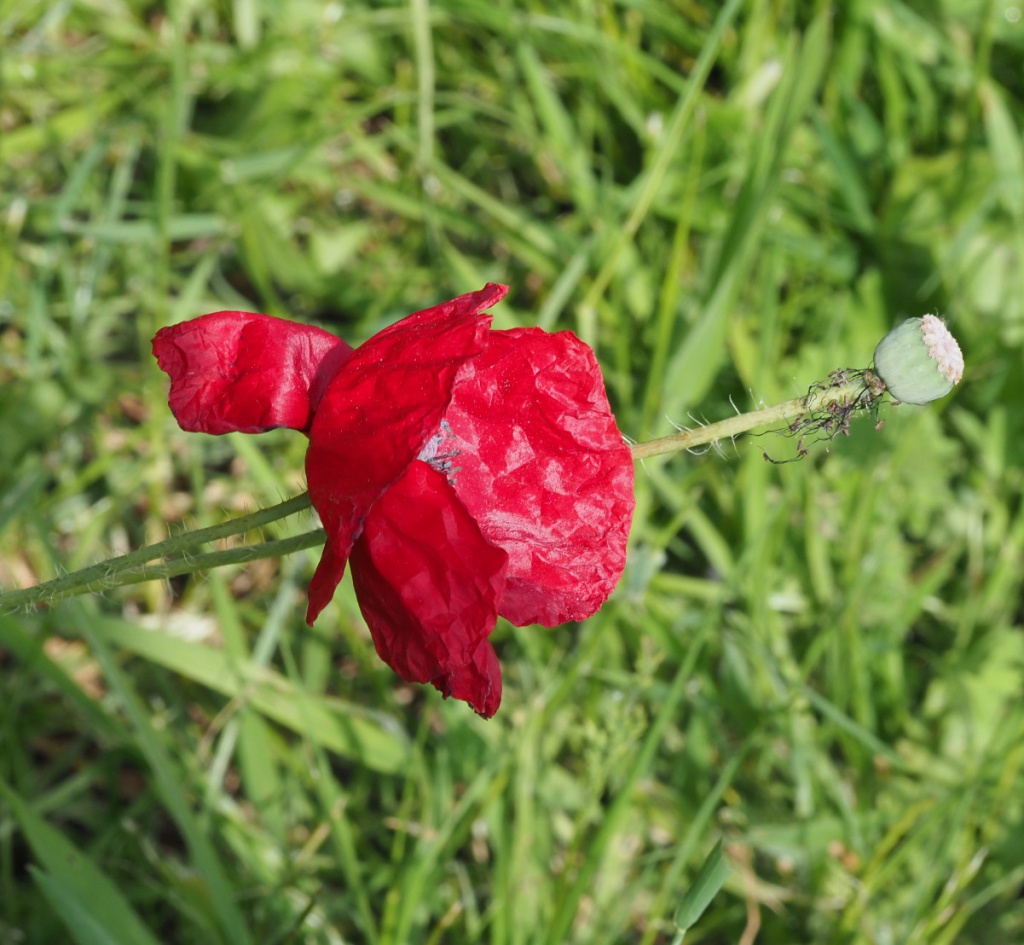 Lubenham Main St Verge | NatureSpot
