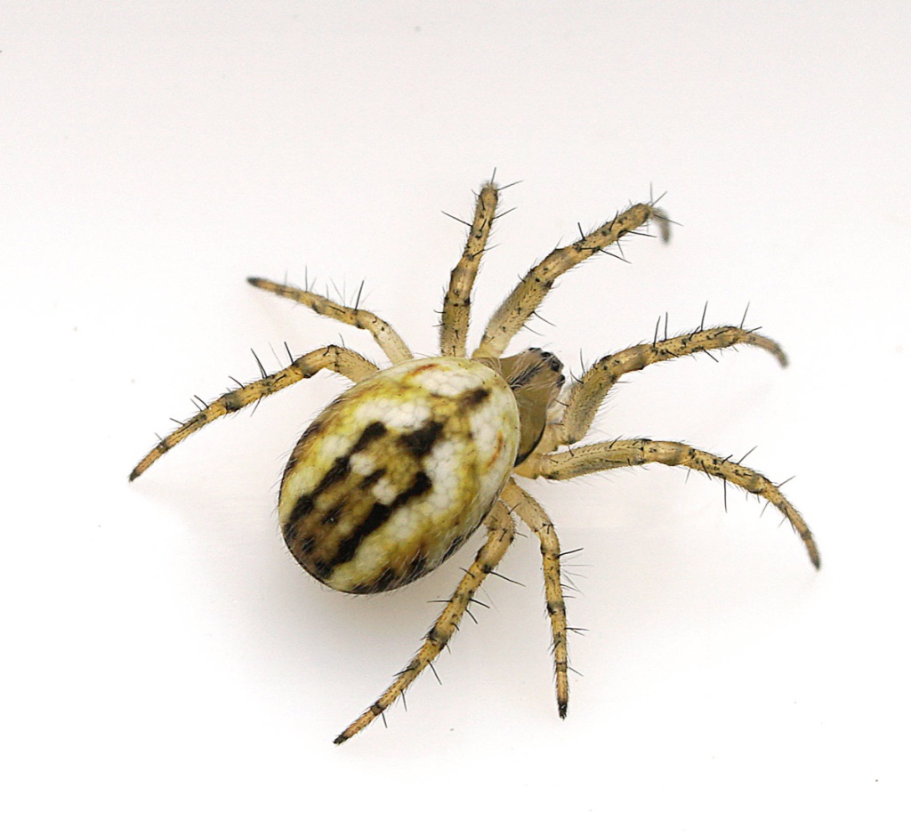 Cricket Bat Spider NatureSpot