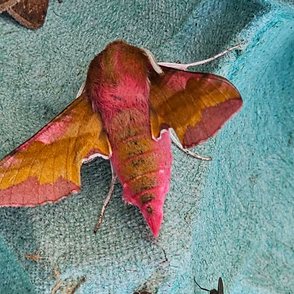 Elephant hawk-moth  The Wildlife Trusts