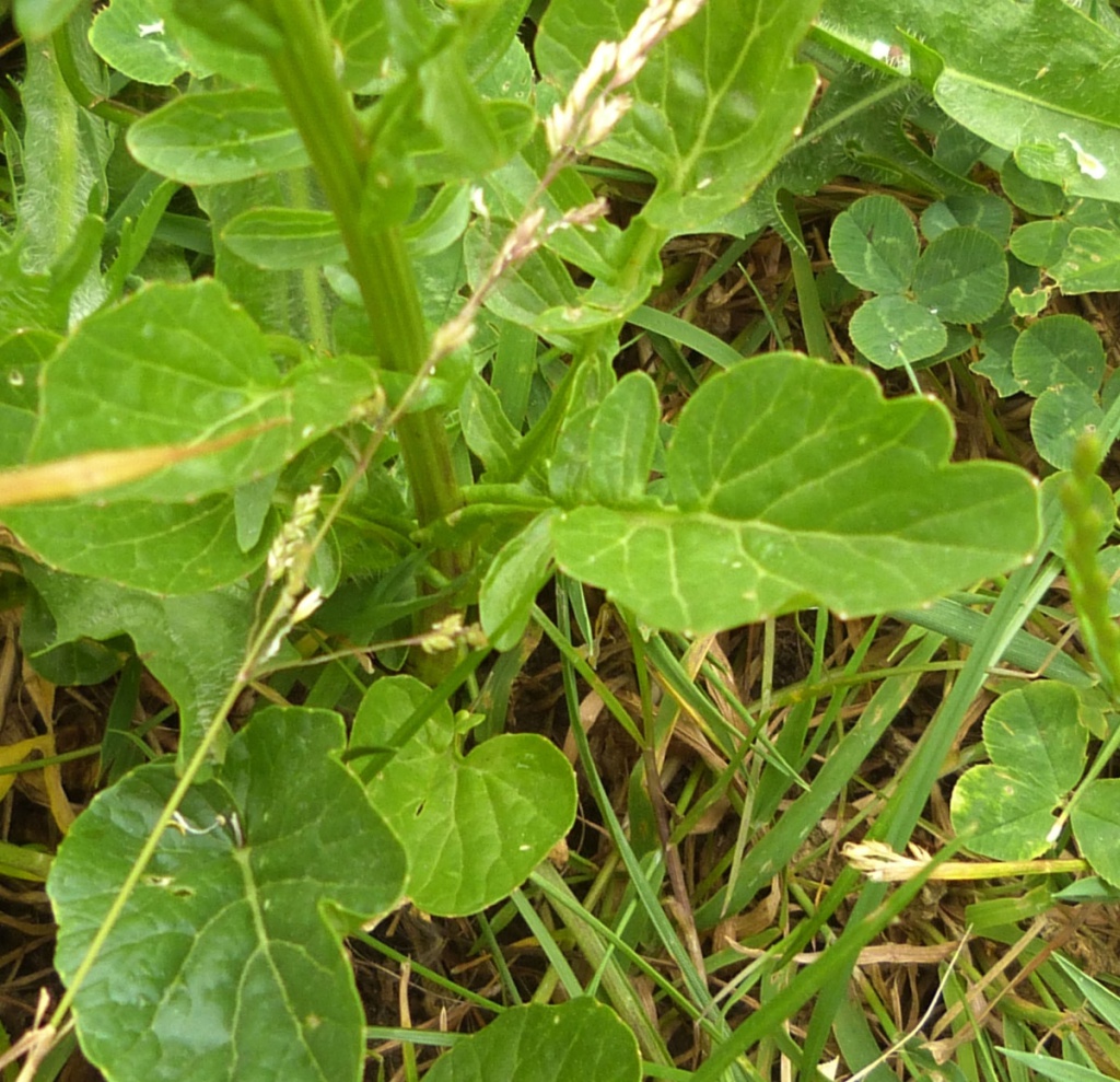 Broad Leaf Cress