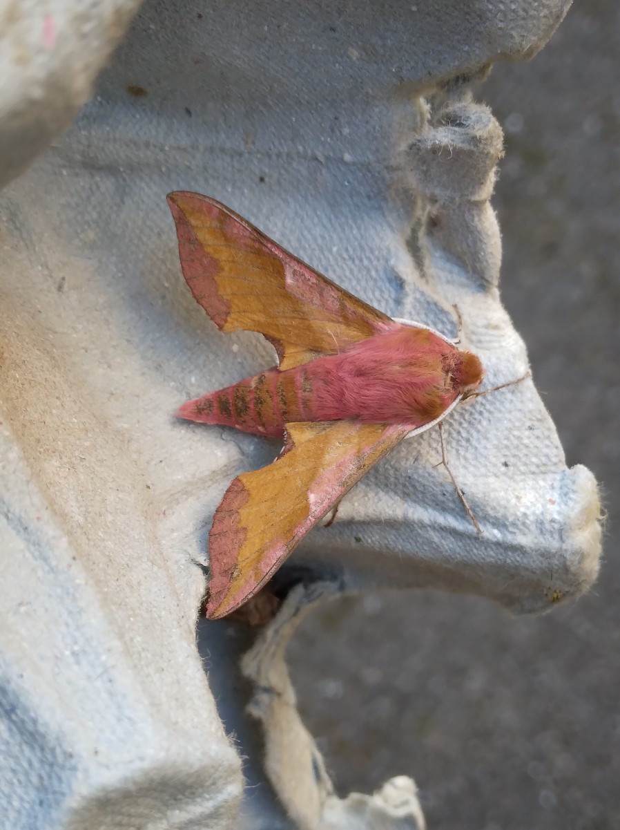 Elephant hawk-moth  The Wildlife Trusts