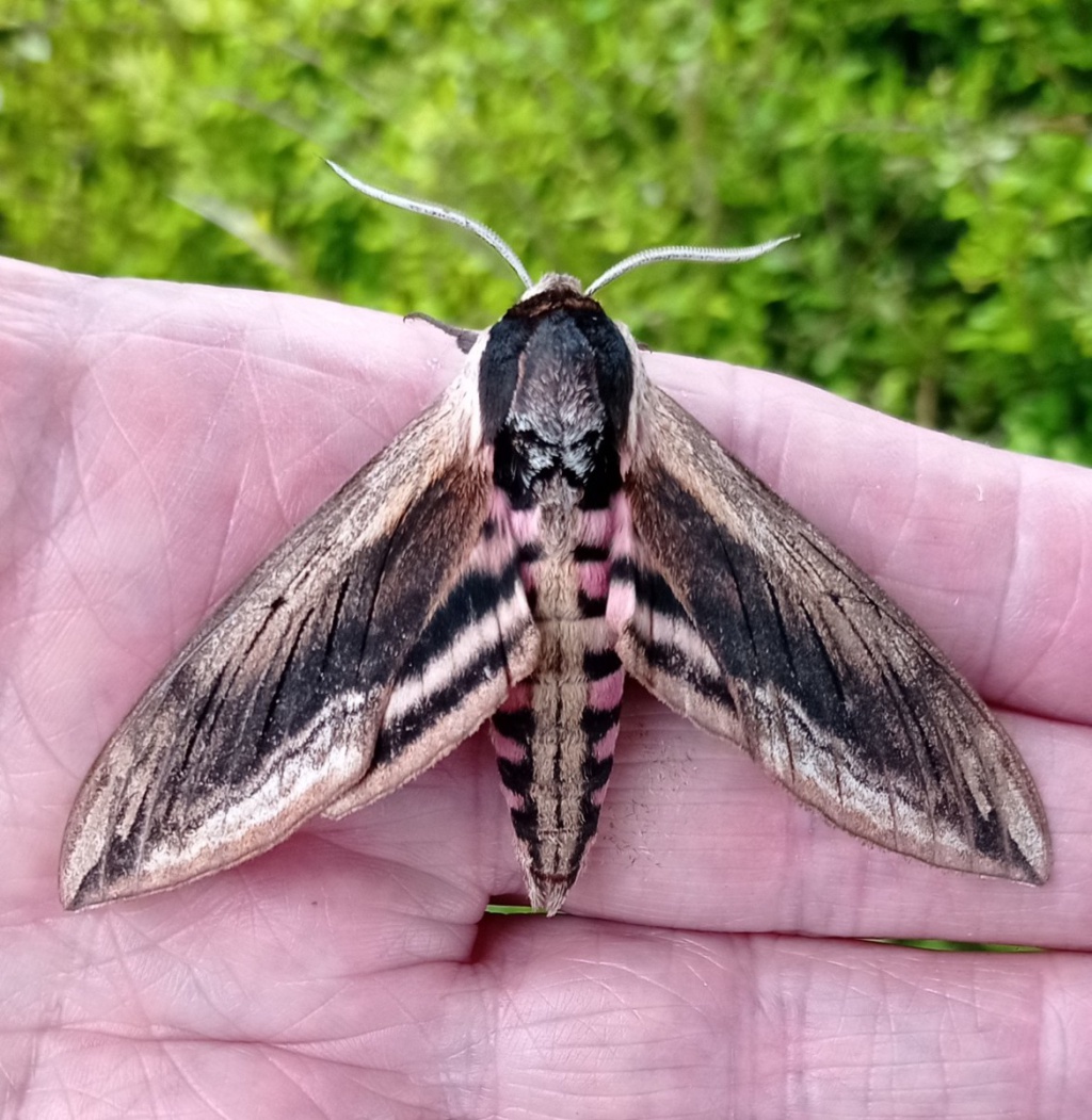 Privet Hawk Moths