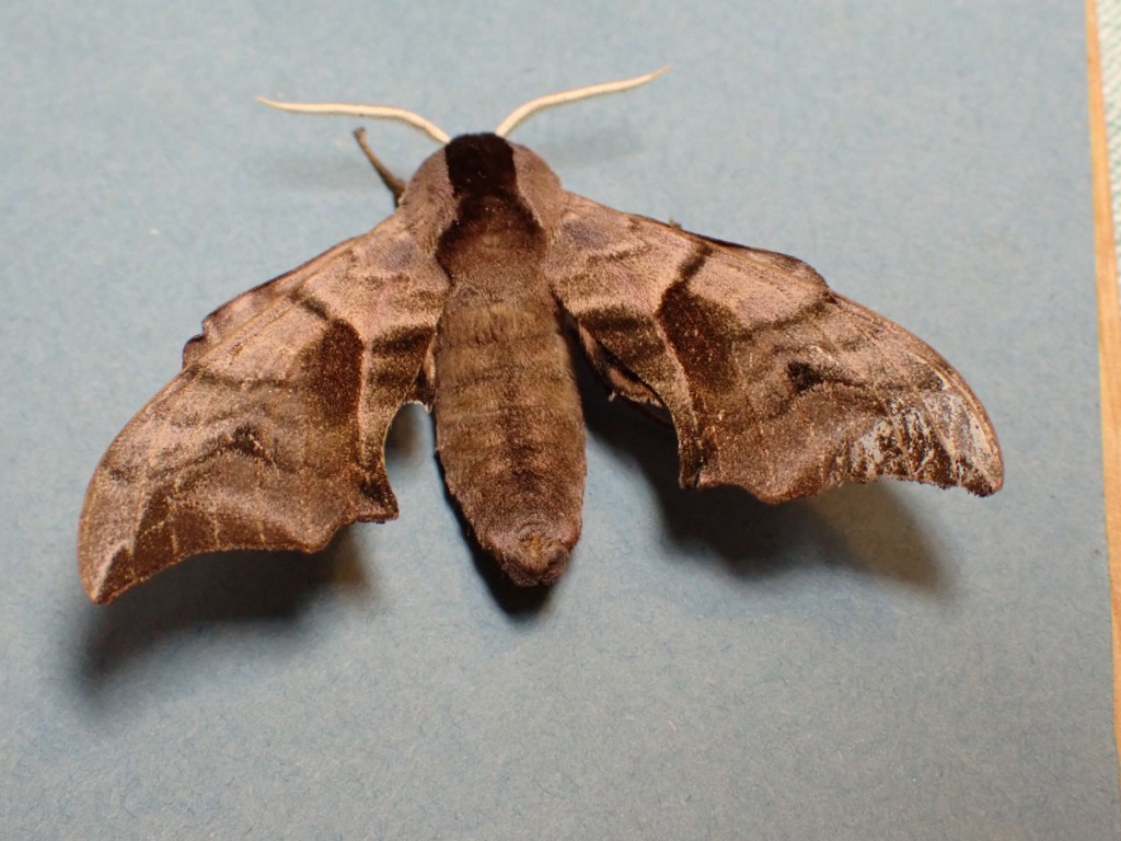 Eyed Hawk-moth  Butterfly Conservation