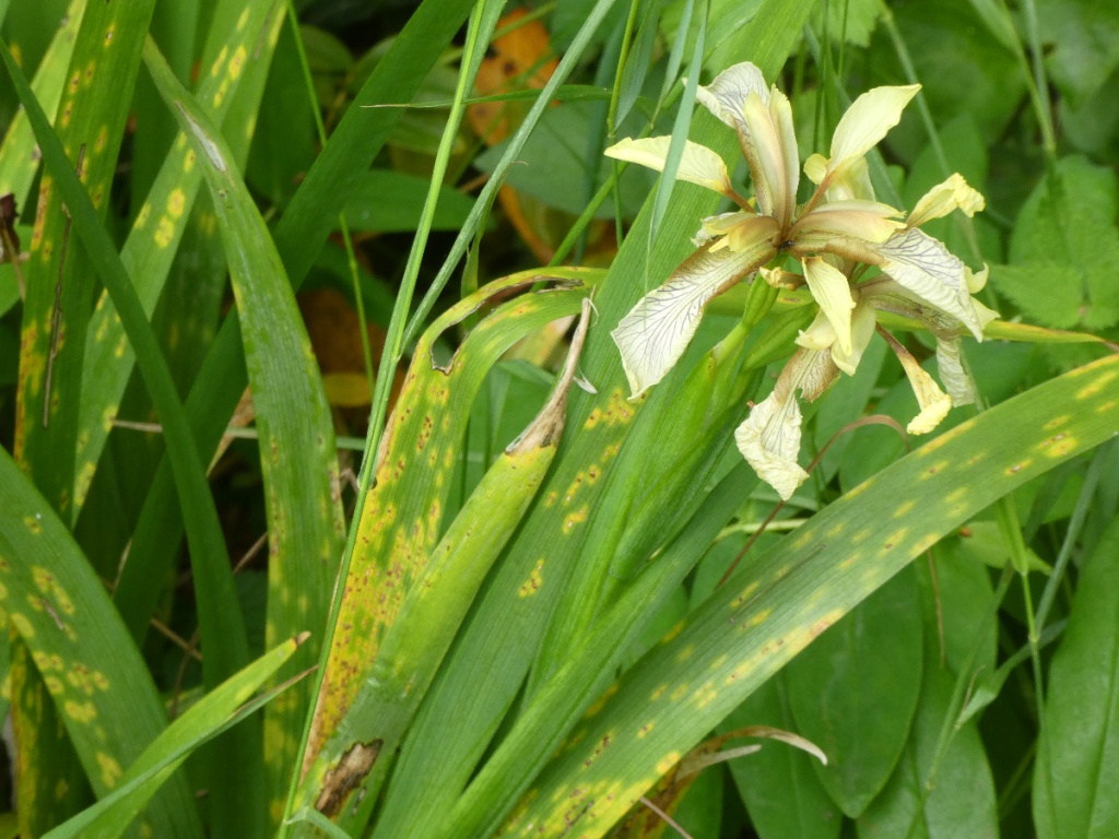 Stinking Iris | NatureSpot