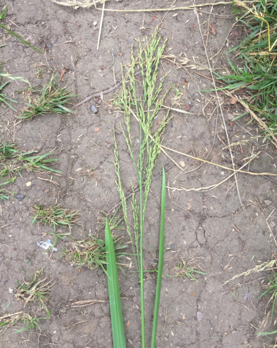 Reed sweetgrass identification and control: Glyceria maxima - King