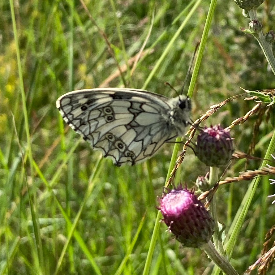 Marbled White