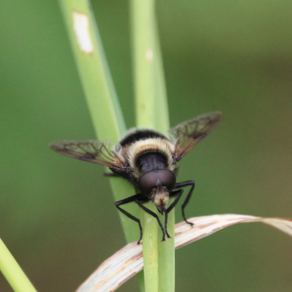 NEPTUNE Popper Bubble Bee Fly