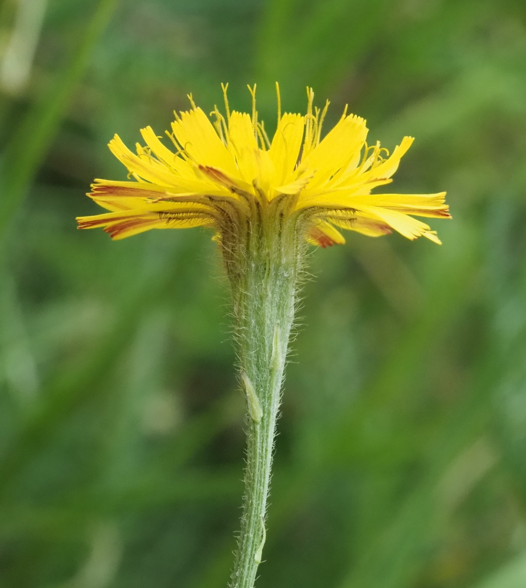 Autumn Hawkbit | NatureSpot