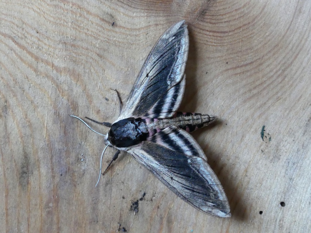 Privet Hawk-moth  Butterfly Conservation