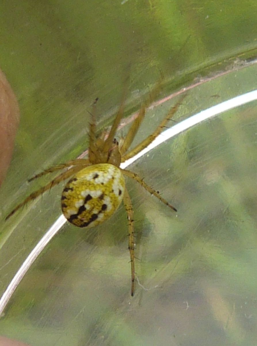 Cricket Bat Spider NatureSpot