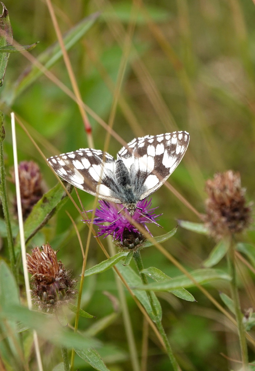 Marbled White  Butterfly Conservation