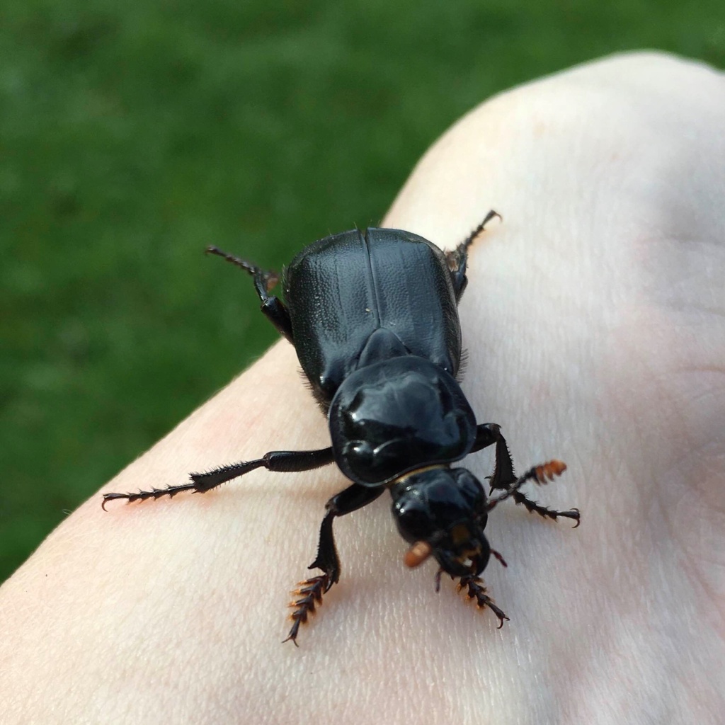 Black beetle shop
