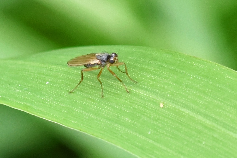 Yellow Spear-winged Fly | NatureSpot
