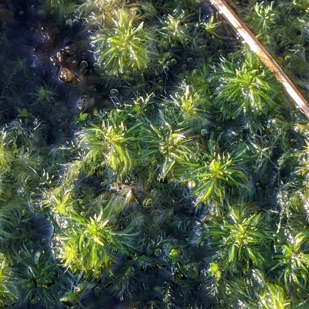 Record of Sphagnum cuspidatum