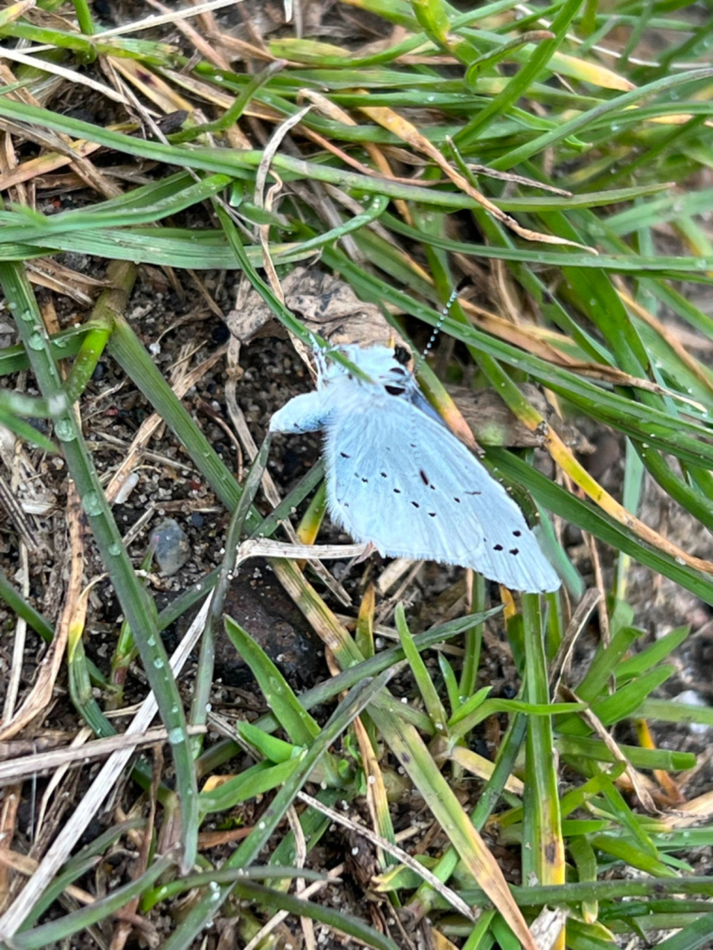record-of-celastrina-argiolus