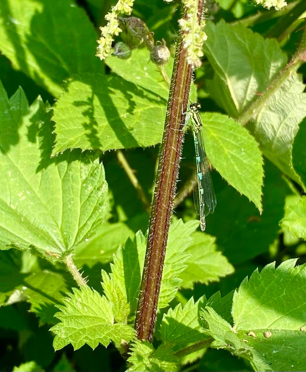 Record of coenagrion puella