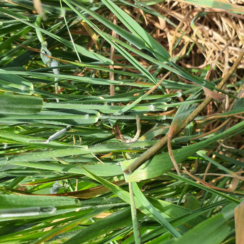 Soft grass discount