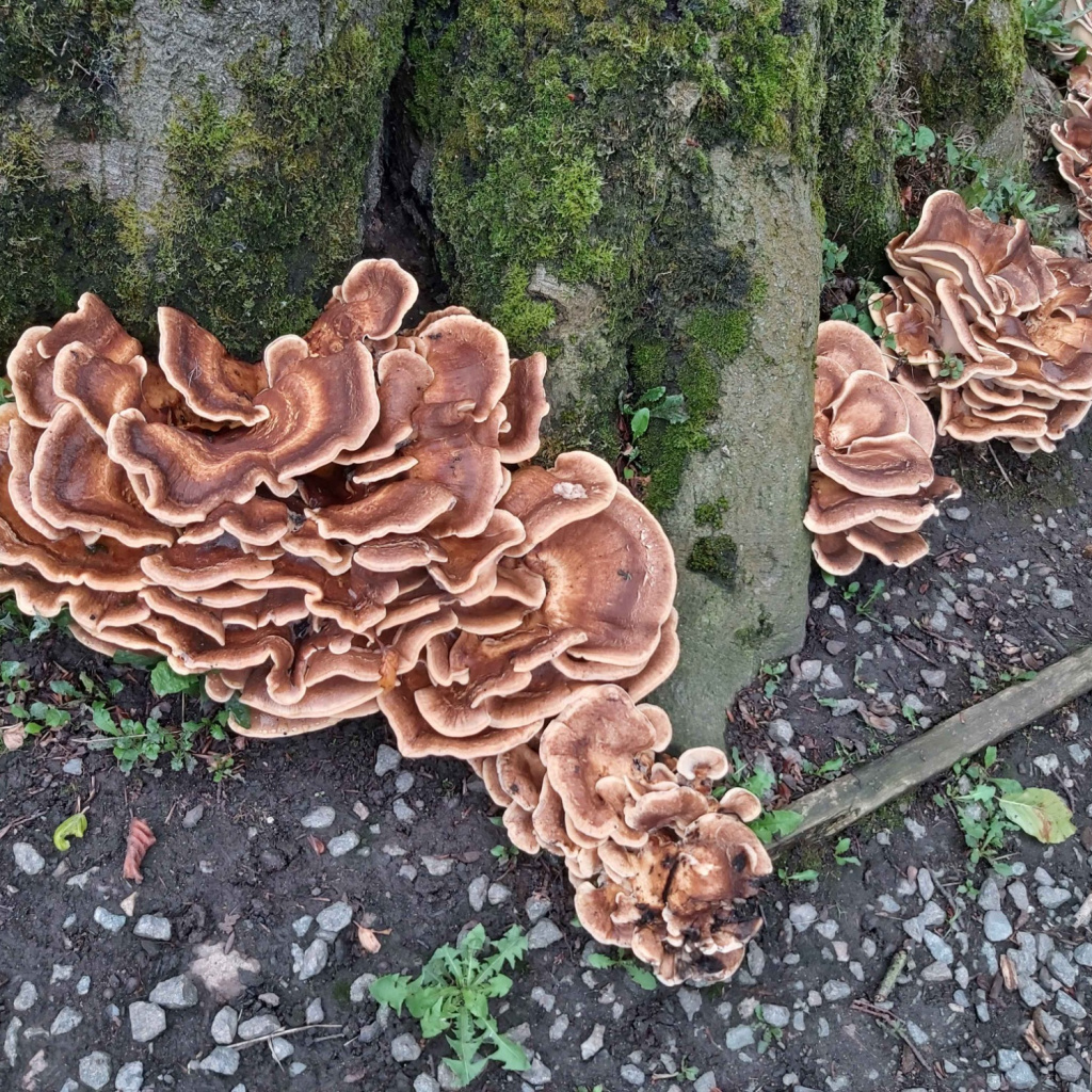 Giant Polypore NatureSpot