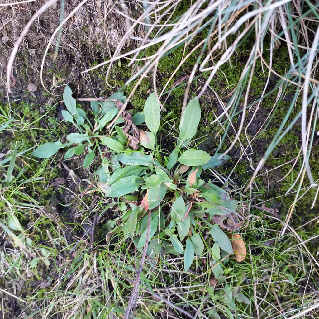 Sheep's Sorrel | NatureSpot