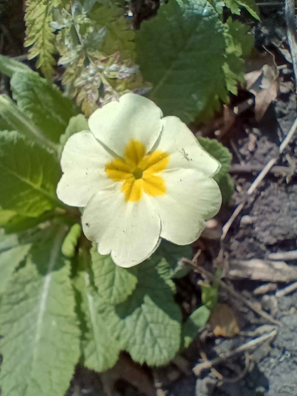 Cultivated Primrose | NatureSpot