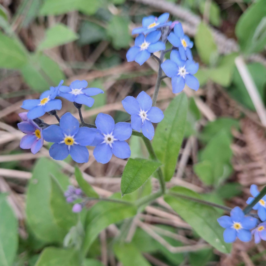 Woods of Windsor Forget-Me-Notセット Wood Forget-me-not | NatureSpot