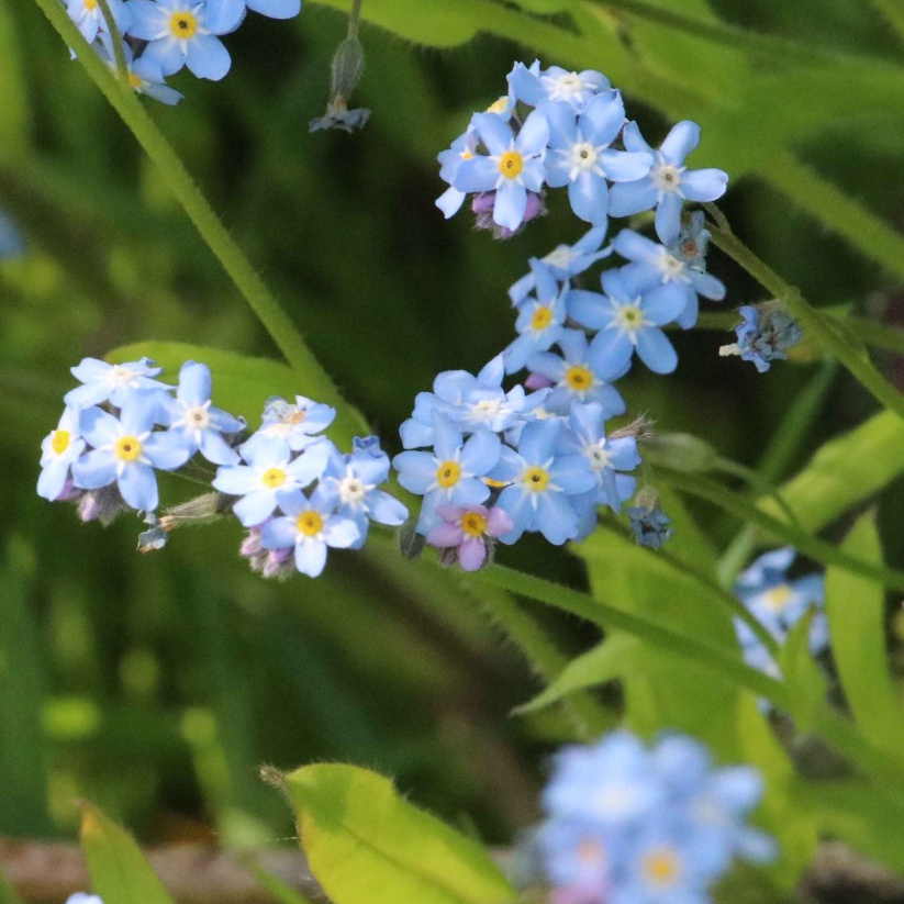 Wood Forget-me-not | NatureSpot
