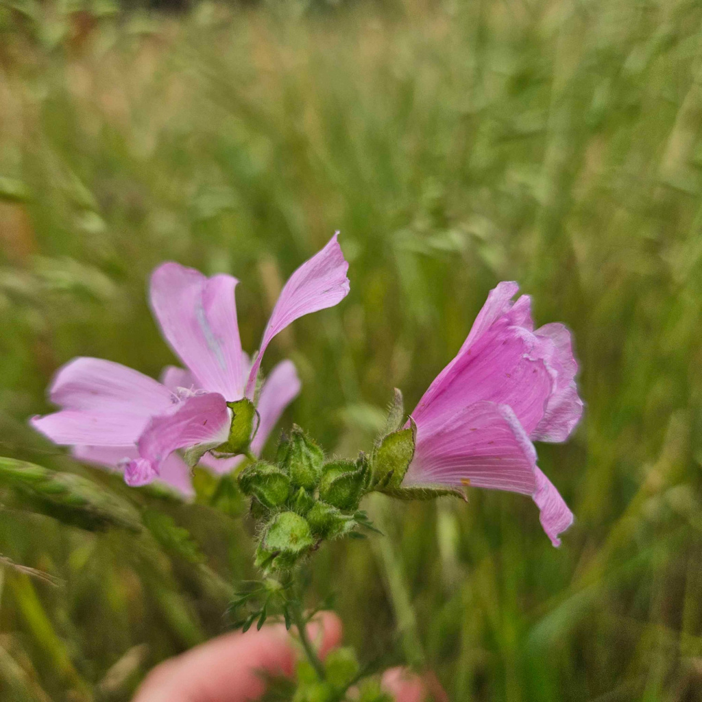 Musk-mallow | NatureSpot