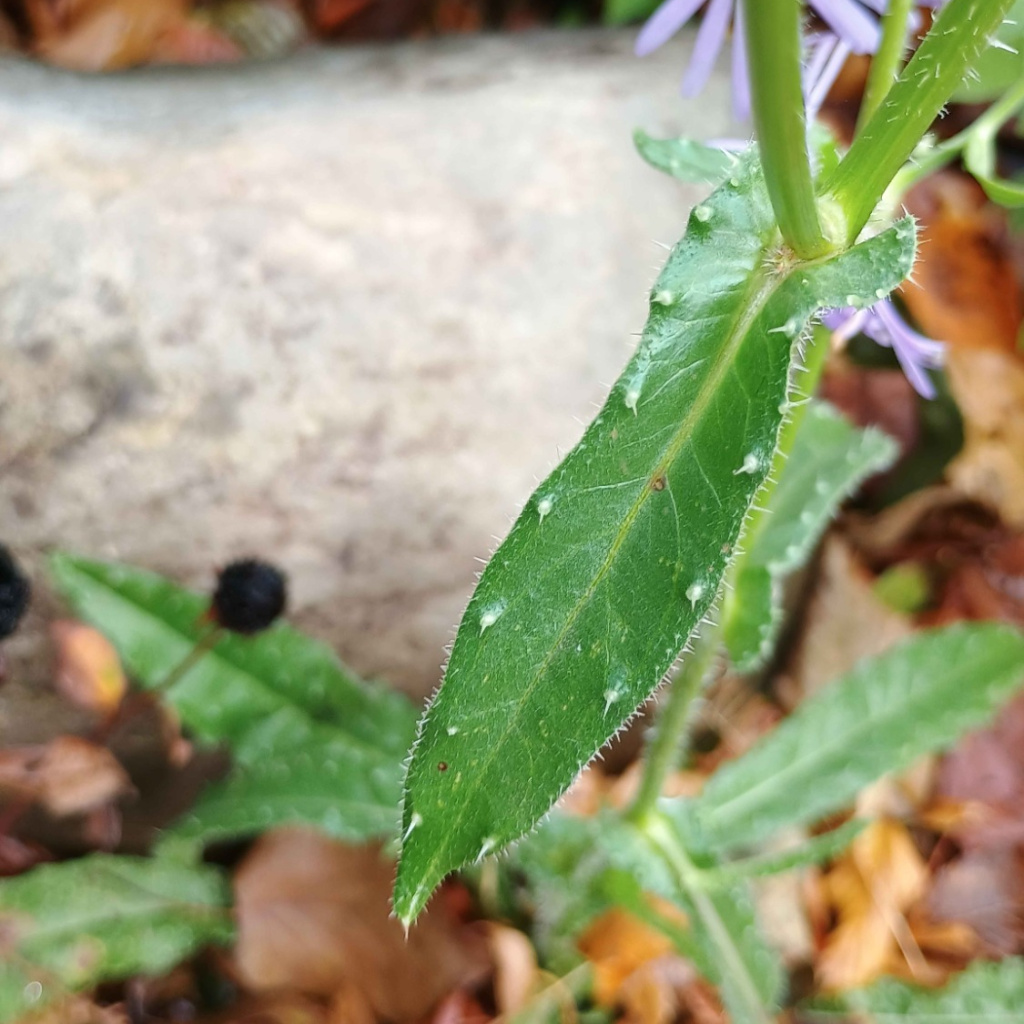 Rus oqituvchisi bilan jinsiy aloqa