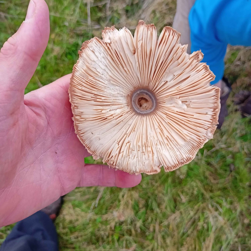Parasol Mushroom | NatureSpot