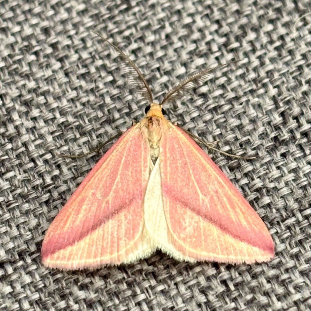 Pink And White Moth Uk