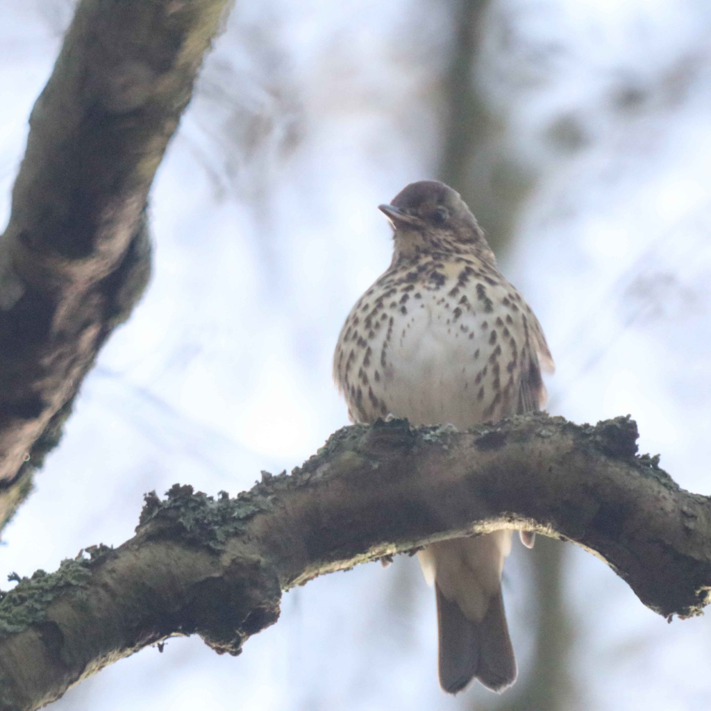 Song Thrush | NatureSpot