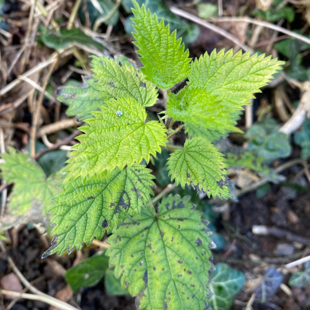 Common Nettle | NatureSpot