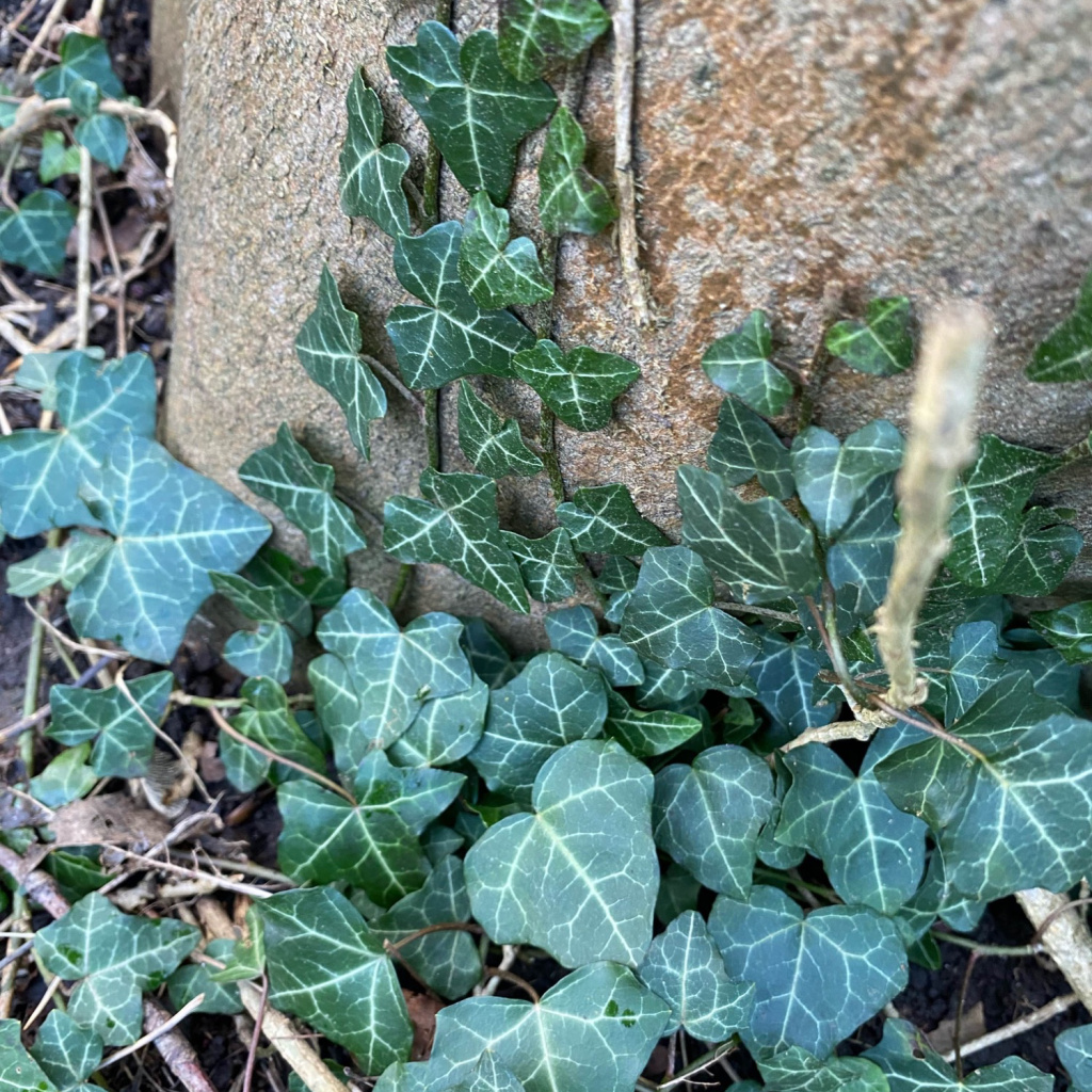 Common Ivy | NatureSpot