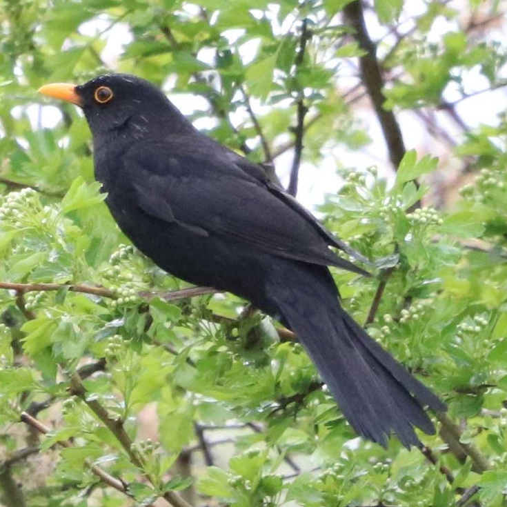 Blackbird | NatureSpot