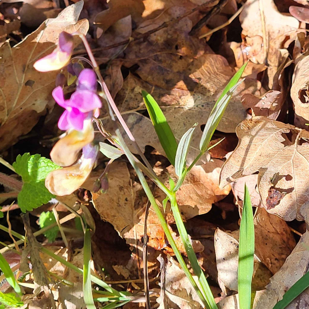 Bitter-vetch | NatureSpot