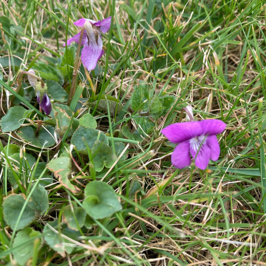 Viola Riviniana Rhs Record of Viola riviniana
