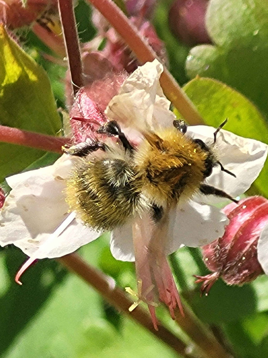 Ashby de la Zouch | NatureSpot