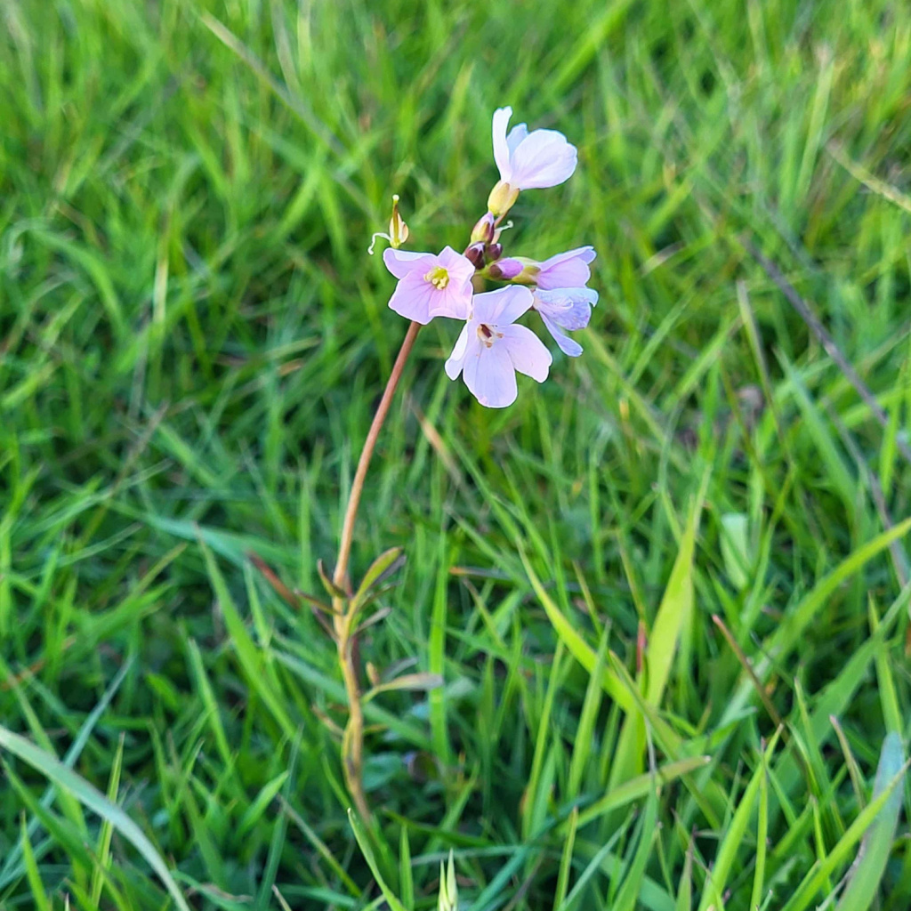 Cuckooflower | NatureSpot