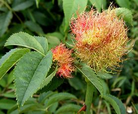 Photo of the association