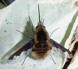 Dark-edged Bee-fly | NatureSpot