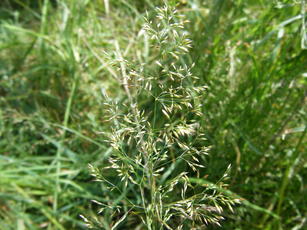 Poaceae - grass family | NatureSpot