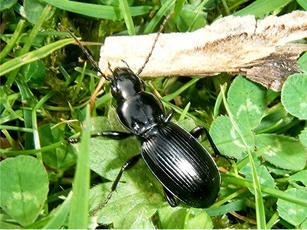 Black Clock Beetle | NatureSpot