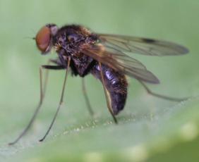 Chrysopilus cristatus | NatureSpot