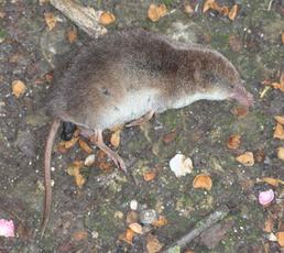 Common Shrew | NatureSpot