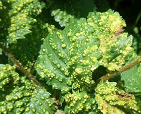 Photo of the association