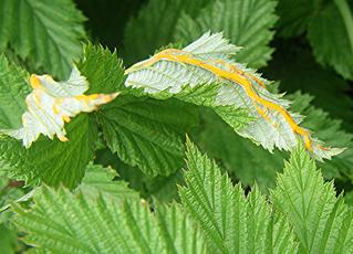 Photo of the association